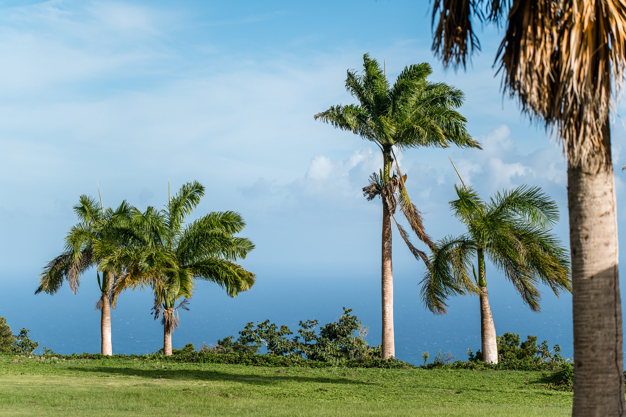 Pineapple Estate – 3.5 Acres