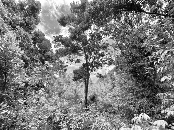 Golden Rock – Lot HF – SOLD